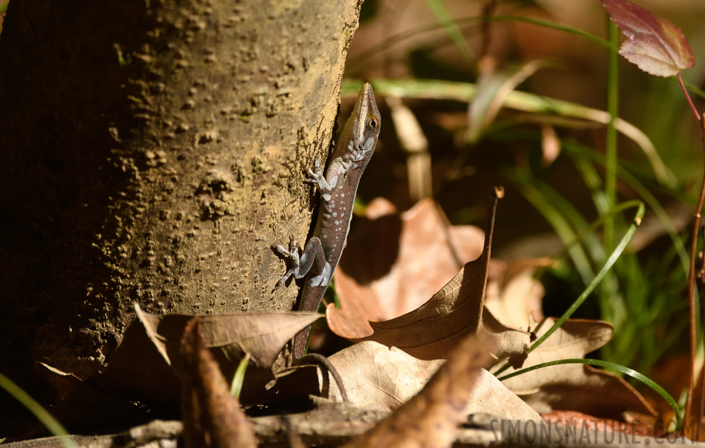 Anolis carolinensis [400 mm, 1/6400 sec at f / 7.1, ISO 2000]